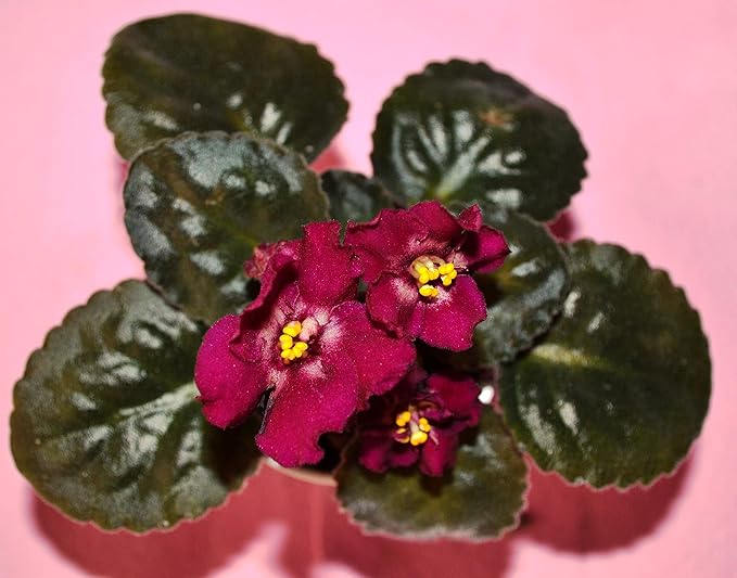 African Violet Plant Potting Soil Mix Peat Moss & Perlite 1 Quart (1qt 4 Level Cups)