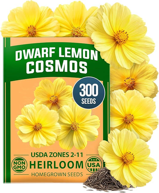 HOME GROWN Cosmos Seeds Dwarf Lemon – 300 Dwarf Cosmos Flower Seeds for Planting, Compact Yellow Blooms, Heat Tolerant Annual for Outdoor Gardens (.2g) – Cosmos sulphureus ‘Dwarf Lemon’