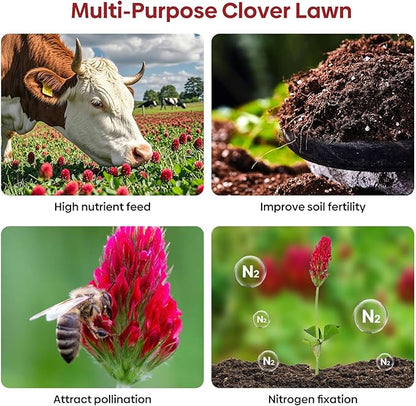 Crimson Clover Seeds, 5 lbs, Annual Red Clover Seeds for Lawn Alternative, Attracts Pollinators, Nitrocoated and Inoculated Seeds