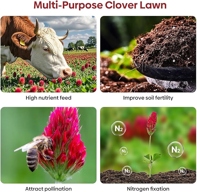 Annual Crimson Clover Seeds, 2 lbs, Trifolium Incarnatum Seeds for Lawn Alternative, Attracts Pollinators, Nitrocoated and Inoculated