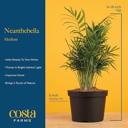 Costa Farms Parlor Palm, Neanthebella, Easy to Grow Houseplant Potted in Décor Plant Pot, Everyday Gift for Mom, For Wife, From Daughter, Son, Room or Home Decor, 1 Foot Tall