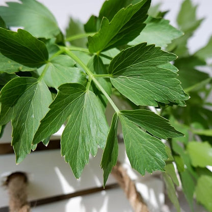 Seed Needs Lovage Seeds for Planting - Non-GMO Heirloom & Untreated Herbs to Plant a Medicinal/Culinary Home Grown Herb Garden Indoors or Outdoors (5 Packs)
