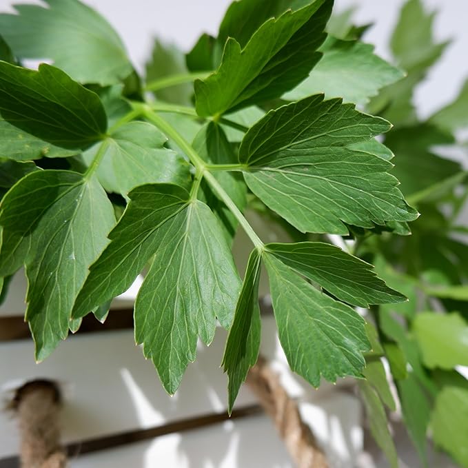 Seed Needs Lovage Seeds for Planting - Non-GMO Heirloom & Untreated Herbs to Plant a Medicinal/Culinary Home Grown Herb Garden Indoors or Outdoors (5 Packs)