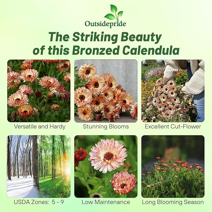 Outsidepride Bronzed Beauty Calendula Seeds - 200 Pcs Annual Edible Flower Seeds for Planting for Dishes & Wellness Uses, with Vibrant Blooms for Cut Flower, Container, & Pollinator Gardens