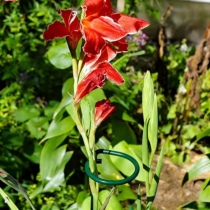 10 Pieces 24 inch Green Single Stem Plant Stakes Flower Support Rings,Gardening Planter Cages for Single Stem Flowers, Amaryllis, Peony, Lily,Narcissus