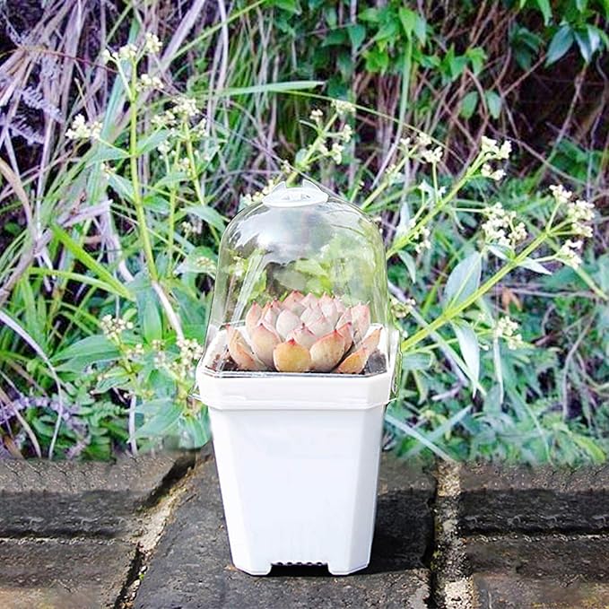Purple Star 1N 30 PCS Plant Nursery Pots with Humidity Dome-Gardening Pots Small-Square Planting Containers Cups for Succulents Seedlings Cuttings Transplanting (30 PCS-S)