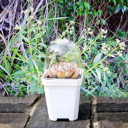 Purple Star 1N 30 PCS Plant Nursery Pots with Humidity Dome-Gardening Pots Small-Square Planting Containers Cups for Succulents Seedlings Cuttings Transplanting (30 PCS-S)