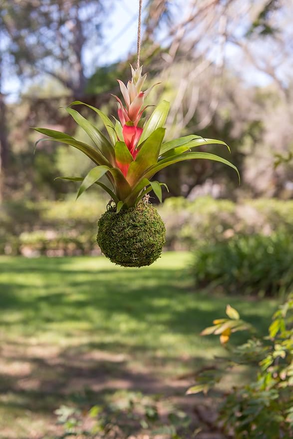 SuperMoss (29348) Kokedama Planter, 6", Fresh Green