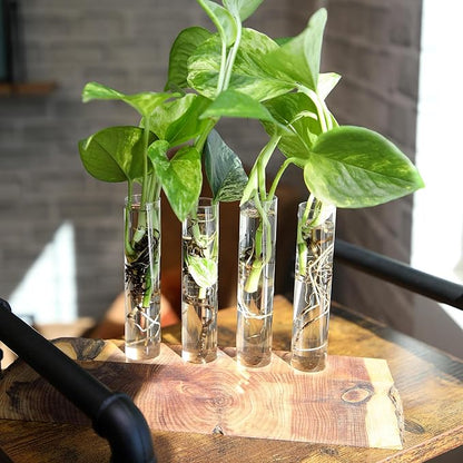 Plentiful Pothos & Philodendron (6-Pack), Pothos Live Plant Decor, Office Plants, Real Plants, Easy Indoor Plant, House Plants Indoors Live Plants Indoor Plants Live Houseplants by Plants for Pets
