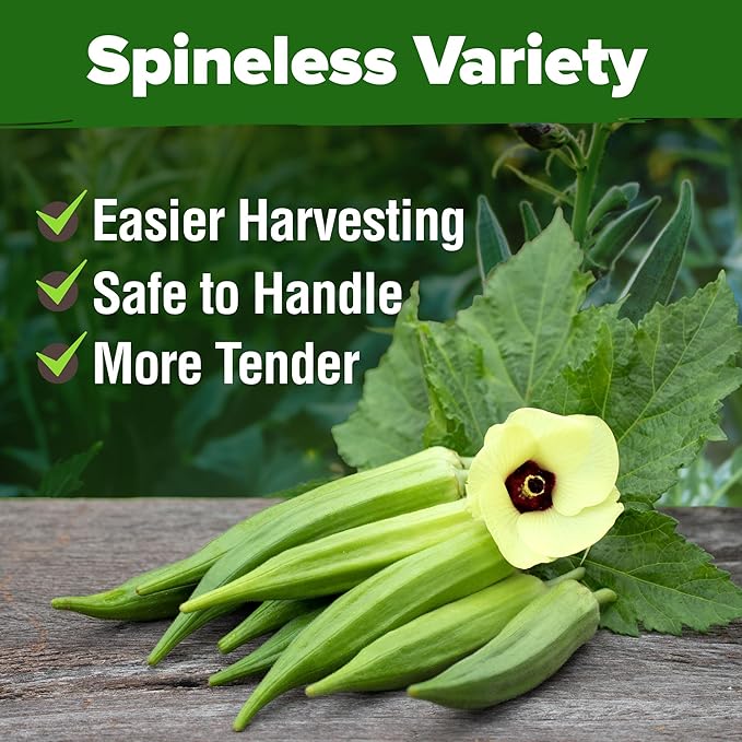 HOME GROWN Clemson Spineless Okra Seeds - 101 Heirloom Vegetable Seeds, Premium Garden Seeds for Planting Outdoors (Abelmoschus esculentus)