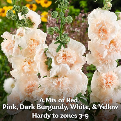 KVITER 300 Chaters Hollyhock Seeds for Planting (Alcea rosea), 2 Pack - Heirloom | Tall Blooms | Pollinator Magnet - Double Hollyhocks Flower Seeds to Plant Outside in Garden, Cottage Borders