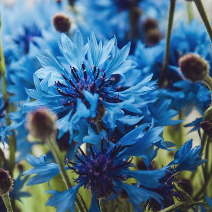 Outsidepride Dwarf Blue Cornflower Seeds for Planting - 1000 Pcs. Annual Bachelor's Button Flower Seeds for Cut Flower Gardens, Drought-Tolerant, Attracts Pollinators, Ideal for Borders & Bouquets