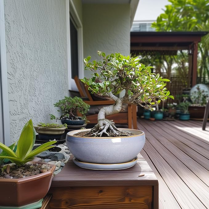 SQOWL Succulent Pots - 10 Inch Ceramic Bonsai Pots with Drainage Hole and Saucer, Round Shallow Planter for Indoor Outdoor Plants, Ceramic Planter Bowl, Home Decor, Gardening Gifts, Blue