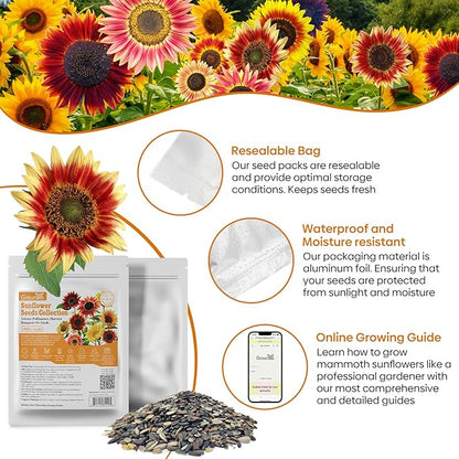 Sunflower Seeds for Planting, 15+ Varieties, 1 Oz, 300+ Mixed Seeds to Plant Colored Sunflower for Outdoors, Garden, Attracts Pollinators