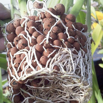 15 lbs LECA Clay Pebbles for Plants, 4-16mm LECA Balls for Indoor Plants Drainage, Hydroponics, Aquaponics, Natural Clay Balls for Soil Root Development, Orchid Potting Mix