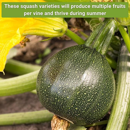 Sow Right Seeds - Summer Squash Seed Collection for Planting - Individual Packets Straightneck, Yellow Scallop and Round Zucchini Squash, Non-GMO Heirloom Seeds to Plant Outdoor Home Vegetable Garden