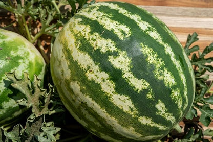 Plant Good Seed Organic Sweet Dakota Rose Watermelon Seeds for Planting: Fast Growing, Appropriate for Cooler Summer Climates, 15-20 Pound Fruits - 20 Seed Packet