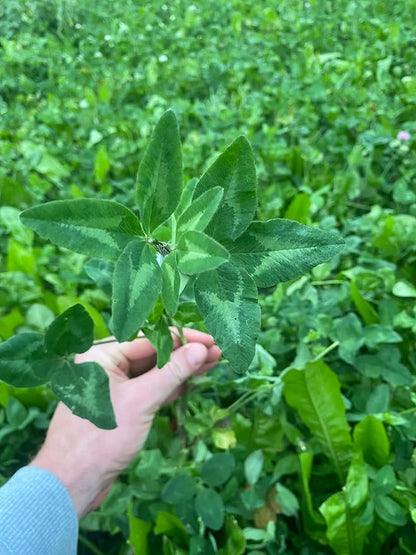Hale Habitat & Seed Alfalfa Food Plot Seed, Perennial (50 lb Bulk)