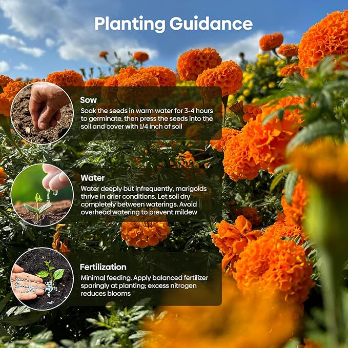 Marigold Seeds, 1 OZ Over 9500+ Seed, Cracker Jack in Mix Color for Planting Indoor & Outdoor, Attract Pollinators, Non-GMO | Heirloom | USDA Zone 2-11