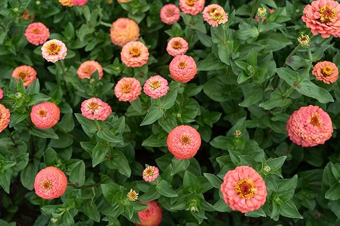 Plant Good Seed Organic Oklahoma Salmon Zinnia Seeds for Planting: Medium Double/Semidouble Flowers, Pink Orange Blossoms - 100 Seed Packet