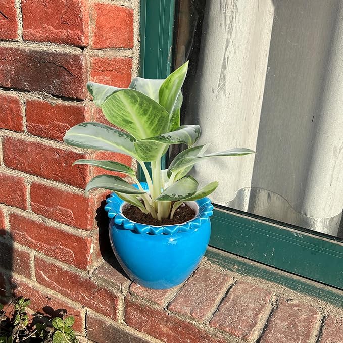 African Violet Pots 6.5 * 4.6 Inch Blue Ceramic Easy Plant Self Watering Pot Blue Ceramic Flowerpot with Water Absorbing Inner Pot Orchid Planter Lawn Yard Outside Decor