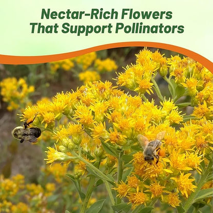 Outsidepride 10000 Seeds Perennial Solidago Stiff Goldenrod Flower Seeds for Planting