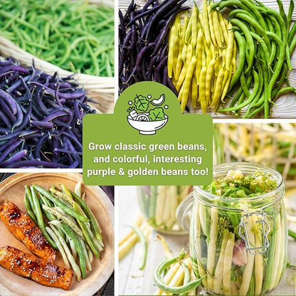 Sow Right Seeds - Tri Color Bush Bean Seed Collection for Planting - Individual Packets Contender, Royal Burgundy and Golden Wax Bush Beans - Non-GMO Heirloom Seeds to Plant a Home Vegetable Garden