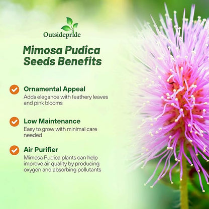 Outsidepride Mimosa Pudica Seeds - 2000 Pcs Annual, Easy to Grow, Sensitive Plant Seeds for Planting, Great for Educational Projects & Garden Displays