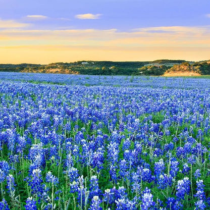 1000+ Texas Bluebonnet Seeds for Planting - Annual Lupinus Texensis, Heirloom Quality, Drought-Tolerant Wildflower Seeds Attracts Pollinators