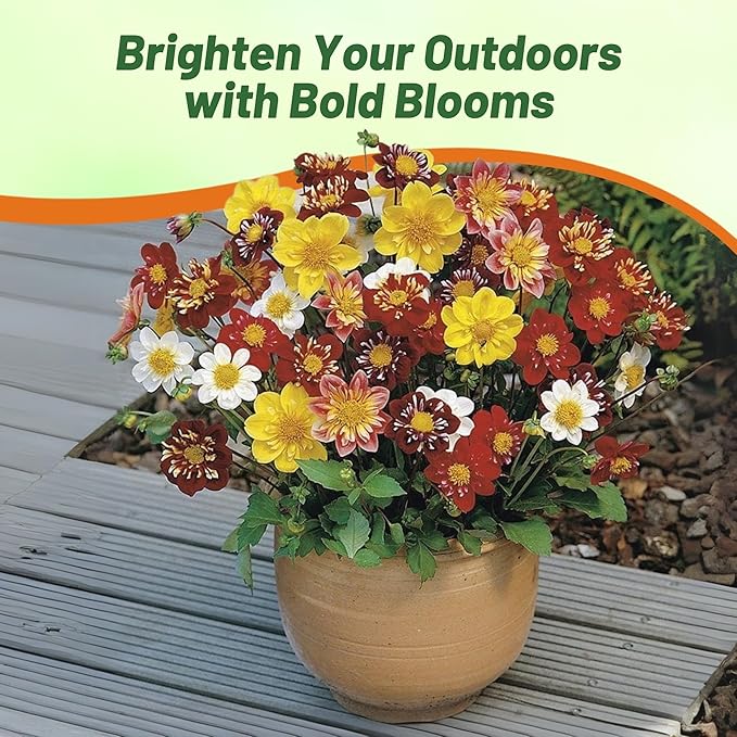 Outsidepride Dandy Mixed Dahlia Seeds for Planting - 1000 Pcs Annual, Easy to Grow, Season-Long Flower Seeds with Colorful Blooms for Containers, Pots, Borders, & Gardens, Suitable as Cut Flower
