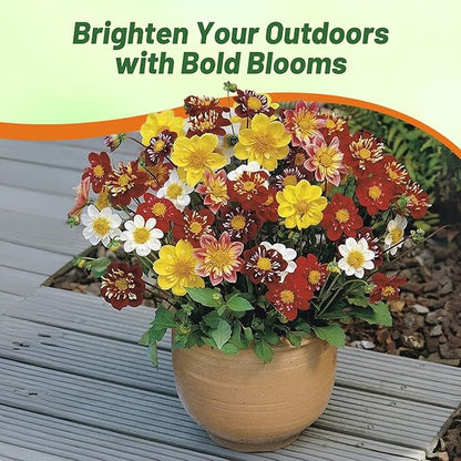 Outsidepride Dandy Mixed Dahlia Seeds for Planting - 1000 Pcs Annual, Easy to Grow, Season-Long Flower Seeds with Colorful Blooms for Containers, Pots, Borders, & Gardens, Suitable as Cut Flower