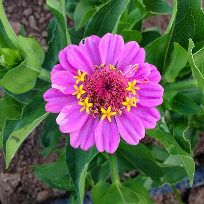 Plant Good Seed Organic Thumbelina Zinnia Seeds - Pack of 200, Heirloom Seeds for Planting Flowers - Gardening Supplies, Wildflower, Herb Garden, Flower Seeds to Plant Outside - from USA