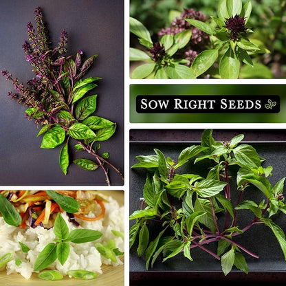 Sow Right Seeds - Sweet Large Leaf Thai Basil Seed for Planting - Non-GMO Heirloom Packet with Instructions to Plant a Kitchen Herb Garden - Indoors or Outdoor - Great for Hydroponic Growing (1)