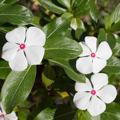 Outsidepride Bright Eyes Periwinkle Seeds for Planting – 2000 Pcs Annual, Fast-Blooming, Heat & Drought Tolerant Vinca Flower Seeds with Vibrant Colors Ideal for Gardens, Beds, Borders & Containers