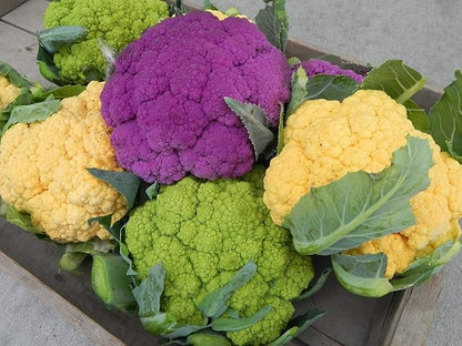 300+ Seeds Cauliflower Mix Cabbage - Vegetable Multicolor