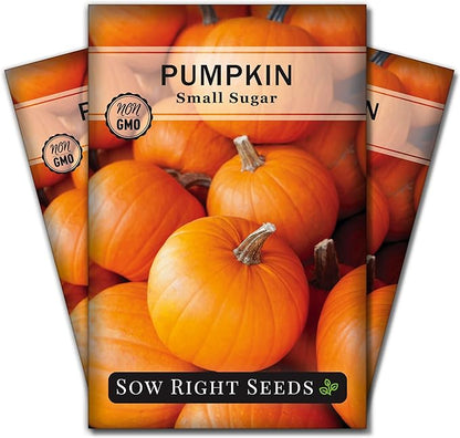 Sow Right Seeds - Small Sugar Pumpkin Seed for Planting - Non-GMO Heirloom Packet with Instructions to Plant a Home Vegetable Garden - Mini Orange Sugar Variety on Long Vines - Fast Growing (3)