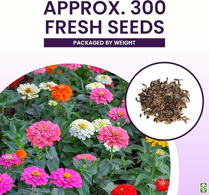 Mixed Zinnia Seeds for Planting Outdoors - 300 Fresh Seeds - Cut-and-Come-Again Zinnia Flowers - Grown in The USA
