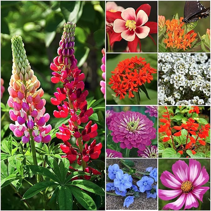 Butterfly and Hummingbird Attracting Wildflower Seeds - .3 Oz - Approximately 5,000 Seeds