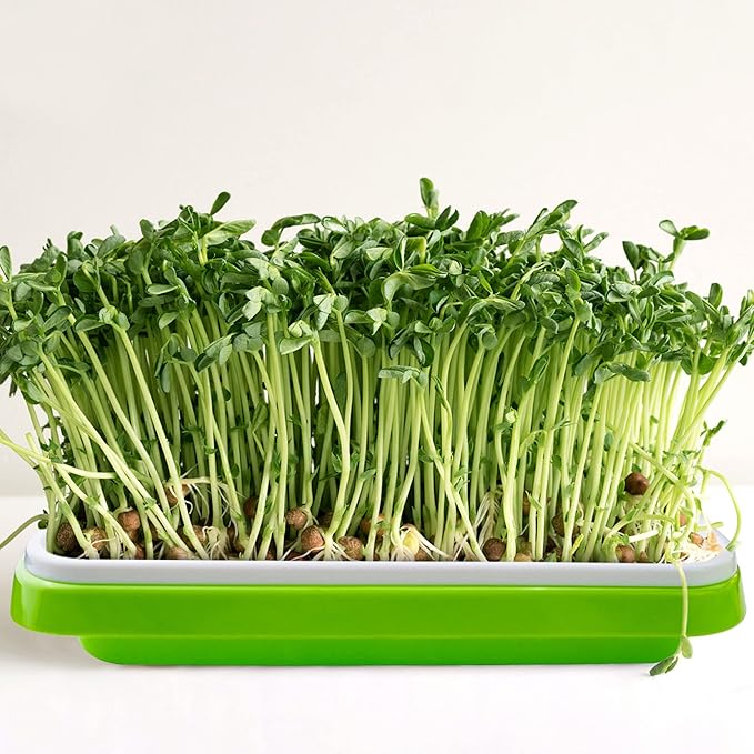 Pack 10 Seed Sprouter Tray with Drain Holes,Seed Germination Tray Kit BPA Free Nursery Tray,Soil-Free Big Capacity Healthy Wheatgrass Grower Sprouting Container Kit..
