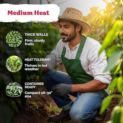KVITER 250 Jalapeno Peppers M Heirloom Seeds (Capsicum annuum) – Jalepeno Chili Hot Peppers, Mexican Pepper Seed Packets – Vegetable Seeds for Planting Outdoor & Indoor Garden Containers, Raised Beds