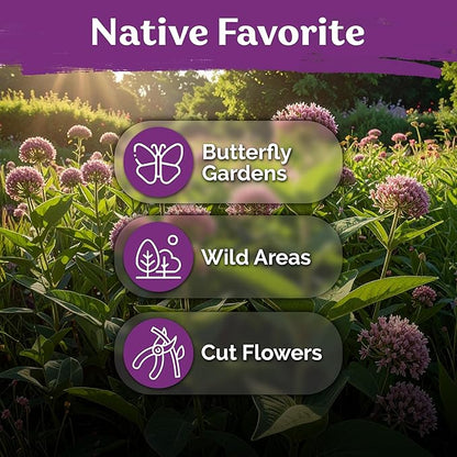 KVITER 150 Common Milkweed Seeds (Asclepias Syriaca)- Pink, Perennial Native Wildflower for Butterflies, Non GMO Seed - Heirloom Flower Seeds in Seed Packets for Outdoor Garden, Borders, Wild Areas