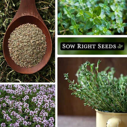 Sow Right Seeds - Thyme Seed for Planting - Non-GMO Heirloom Packet with Instructions for Easy Planting Your Kitchen Herb Garden - Indoor or Outdoor - Great for Hydroponics Growing - Culinary Herb (1)