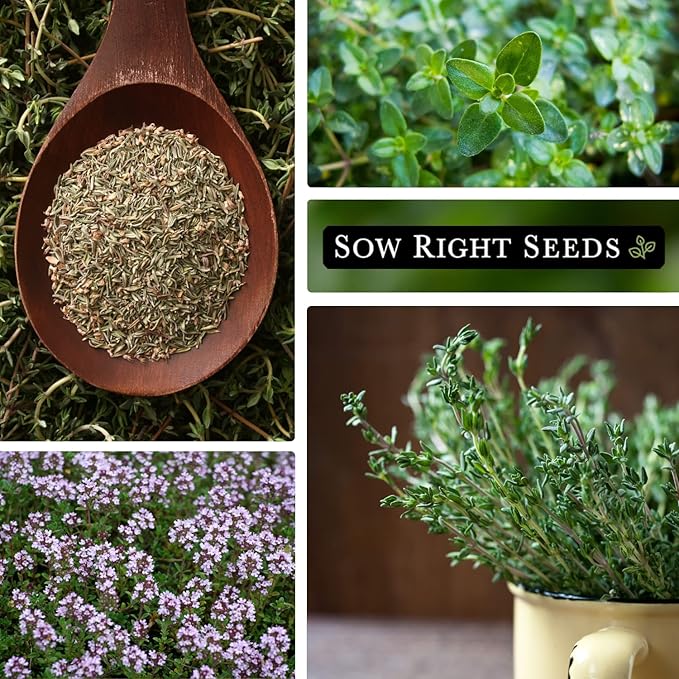 Sow Right Seeds - Thyme Seed for Planting - Non-GMO Heirloom Packet with Instructions for Easy Planting Your Kitchen Herb Garden - Indoor or Outdoor - Great for Hydroponics Growing - Culinary Herb (4)