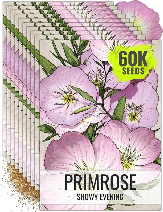 Seed Needs Showy Evening Primrose Seeds for Planting - Heirloom & Open Pollinated Perennial Flower Seed to Plant a Butterfly Garden (10 Packs)