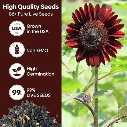 Chocolate Cherry Sunflower Seeds, 6-8 FT Giant Burgundy Black Sunflower, 80+ Helianthus Annuus Seeds, Non-GMO | Heirloom | High Germination | Attracts Pollinators