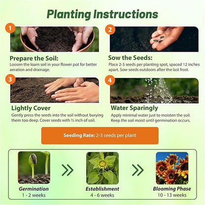Outsidepride Joker Sunflower Seeds for Planting - 100 Pcs Annual, Easy to Grow Flower Seeds w/Vibrant, Abundant Blooms for Cut Flower Arrangements & Pollinator & Vegetable Gardens
