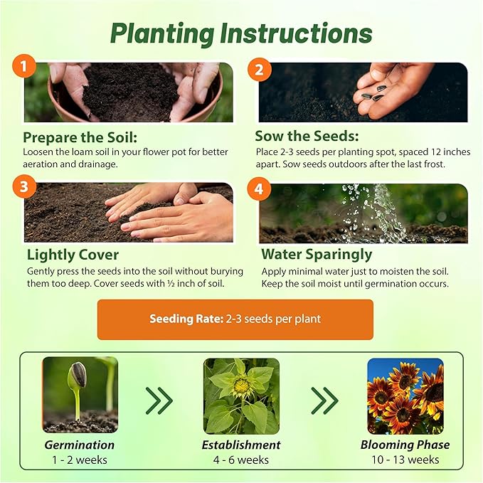 Outsidepride Joker Sunflower Seeds for Planting - 50 Pcs Annual, Easy to Grow Flower Seeds w/Vibrant, Abundant Blooms for Cut Flower Arrangements & Pollinator & Vegetable Gardens