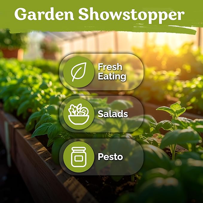 KVITER 1800 Genovese Basil Seeds for Planting (Ocimum basilicum) - Classic Savory Sweet Italian Basil - Non GMO & Heirloom Seeds for Kitchen Herb Garden, Containers & Beds, Indoors/Outdoors