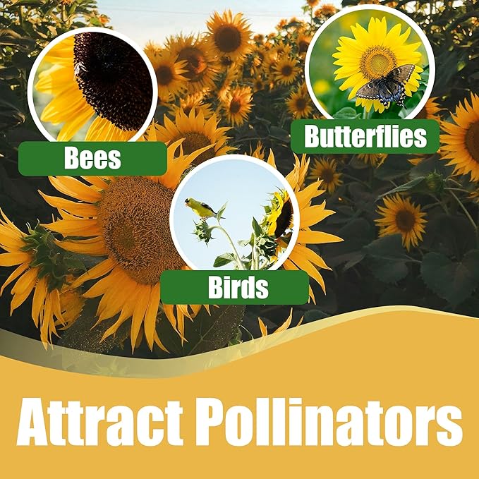 Park Seed Large Flowered Mix Sunflower Seeds – Autumn-Toned Bicolor and Ringed Blooms, 6–10 Ft Tall Background Variety for Cutting and Landscape Drama, Easy to Grow, Pack of 50