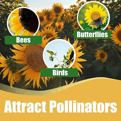Park Seed Large Flowered Mix Sunflower Seeds – Autumn-Toned Bicolor and Ringed Blooms, 6–10 Ft Tall Background Variety for Cutting and Landscape Drama, Easy to Grow, Pack of 50